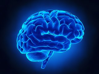 正しくかむことで脳が活性化します